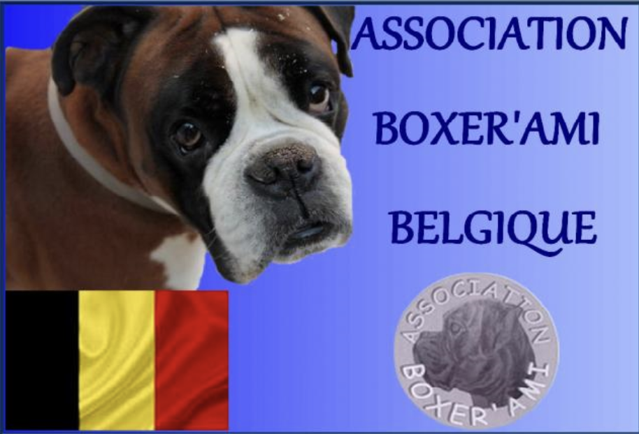 Boxer'Ami Belgique logo