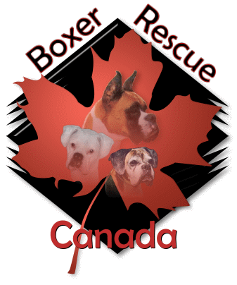 Boxer Rescue Canada logo