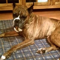 Boxer Rescue of Texarkana logo