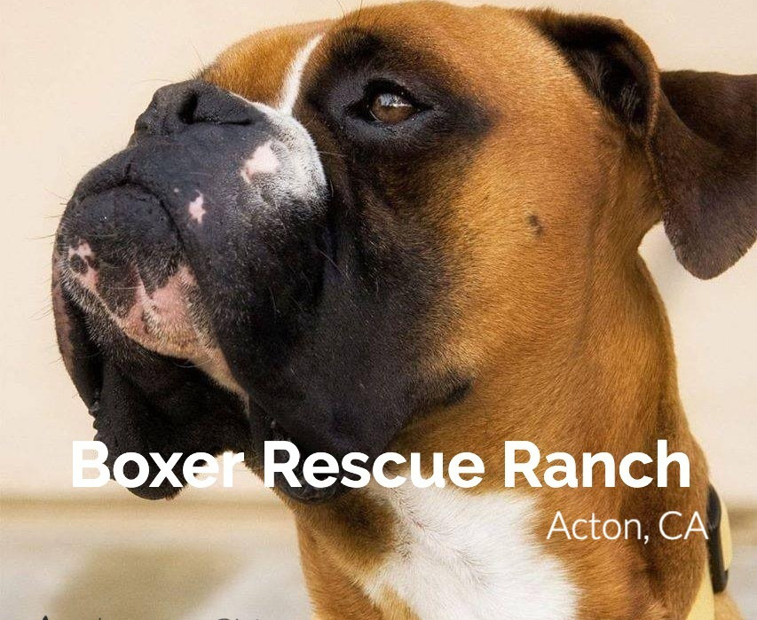 Boxer Rescue Ranch Inc logo