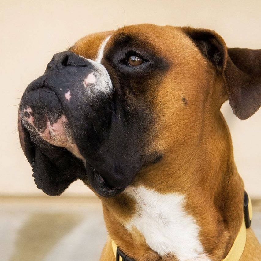 Boxer Rescue Ranch Inc logo