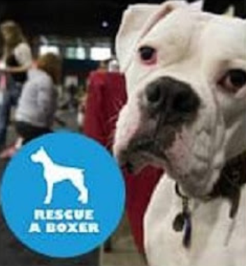 Rescue a Boxer logo
