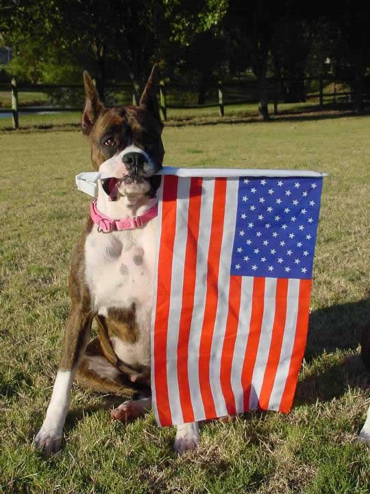 Boxer Rescue and Adoption, Inc. logo